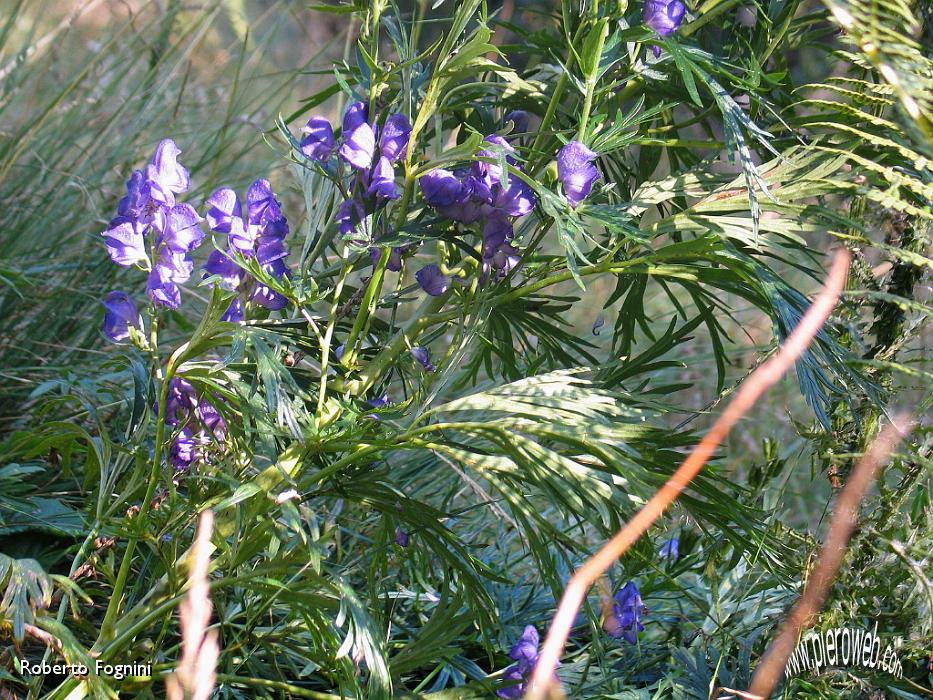 36 Aconitum napellus.jpg